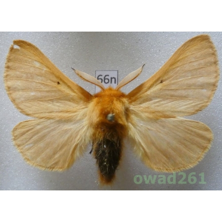 Lemonia taraxaci (Denis & Schiffermüller, 1775) male Slovakia66n